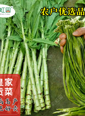 皇家贡菜种子春四季耐高温苔干菜种孑爽脆可口莴笋蔬菜种籽大全