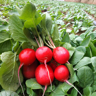 樱桃萝卜种籽四季家种水果凤梨红白小萝卜盆栽室内外蔬菜种孑耐寒