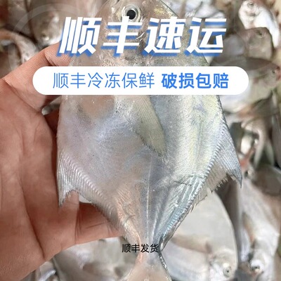 青岛本地银鲳鱼白鲳鱼海捕鲳鱼昌鱼整条4斤新货顺丰包邮