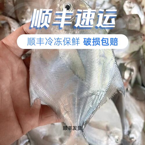 青岛本地银鲳鱼白鲳鱼海捕鲳鱼昌鱼整条4斤新货顺丰包邮