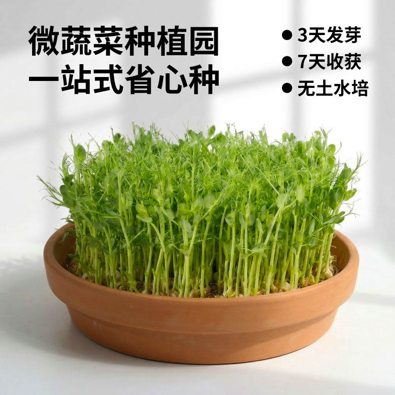 作物生长家庭种植园艺微蔬菜种植套装可食用豌豆育苗盘水培芽苗菜