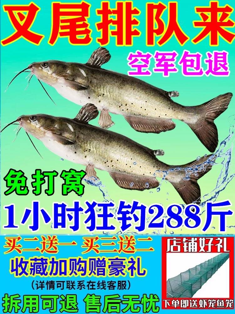 叉鱼饵料冬季野钓诱鱼剂食专用叉尾鮰叉尾鲶湖泊黑坑爆护免尾打窝