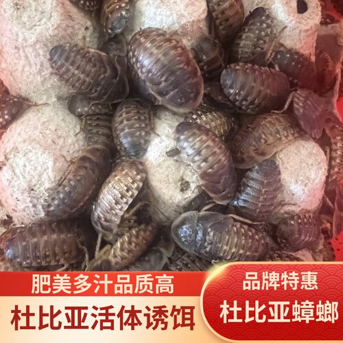 杜比亚蟑螂幼体繁殖组活体饲料蜥蜴守宫爬鸣虫食物蜜袋鼯粮营养高