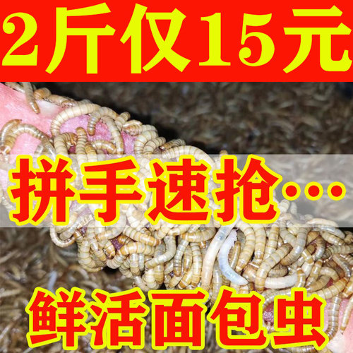面包虫活虫黄粉虫活体幼虫子金龙鱼蝎子乌龟画眉鸟食石蛙饲料包邮