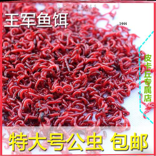 红虫活体活饵鲜活特大号天津公虫鱼食拉饵蚯蚓钓鱼小新鲜喂鱼饵料