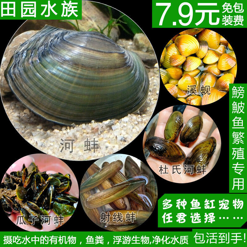 冷水养淡水河蚌活体黄金蚬贝壳贻贝瓜子蚌杜氏蚌除绿水鰟鮍鱼繁殖