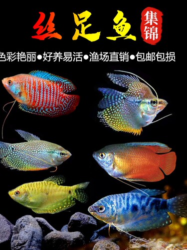 曼龙鱼热带观赏鱼黄曼龙蓝曼龙五彩血珍珠马甲球活体小型淡水鱼