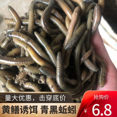 活体蚯蚓包邮鲜活大臭蚯蚓青黑蚯蚓钓黄鳝蚯蚓饵垂钓松土鱼饵