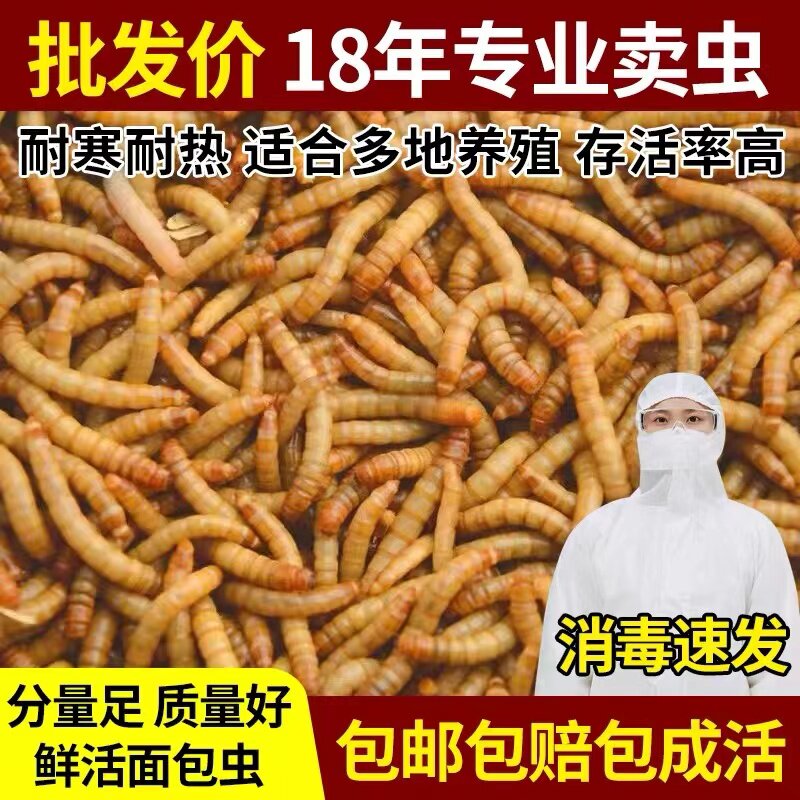 面包虫鲜活虫黄粉虫活体食物宠物零食仓鼠龙鱼乌龟鸟饲料虫子山东