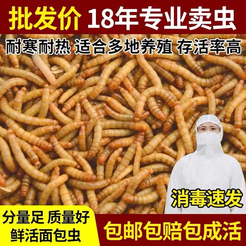 面包虫鲜活虫黄粉虫活体食物宠物零食仓鼠龙鱼乌龟鸟饲料虫子山东