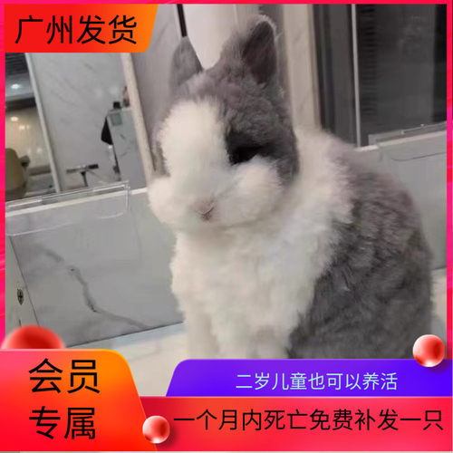 兔子活体道奇盖脸猫猫兔儿童好养垂耳侏儒巨型安哥拉兔活物幼兔
