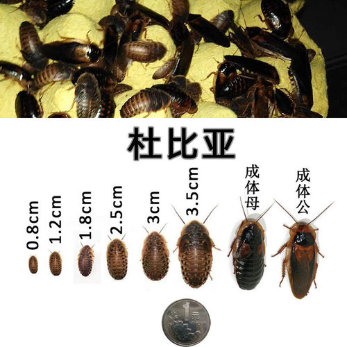 杜比亚蟑螂活虫繁殖组幼体蜥蜴角蛙守宫乌龟龙鱼活体饵饲料超樱桃