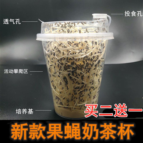 新款奶茶杯果蝇杯残翅大果蝇杯角蛙蜘蛛螳螂饲料活体活饵