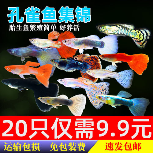 孔雀鱼天空蓝杂袍鱼小鱼苗下崽胎生凤尾鱼活体小型淡水热带观赏鱼