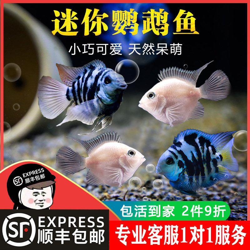 热带观赏鱼迷你鹦鹉鱼苗小型淡水好养活体宝蓝白金种鱼一对繁殖组