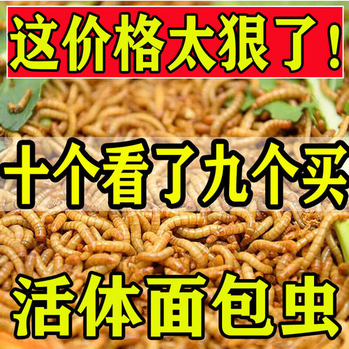 面包虫活体黄粉虫活虫鹦鹉鱼乌龟金龙鱼画眉鸟石蛙饲料引种包邮