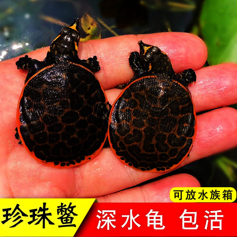 美国珍珠鳖深水龟鱼缸混养活体清道夫吃鱼屎乌龟活物甲鱼苗观赏鳖