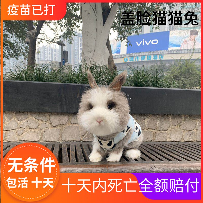 兔子活体盖脸猫猫兔安哥拉长毛兔网红宠物兔侏儒兔荷兰垂耳兔包邮