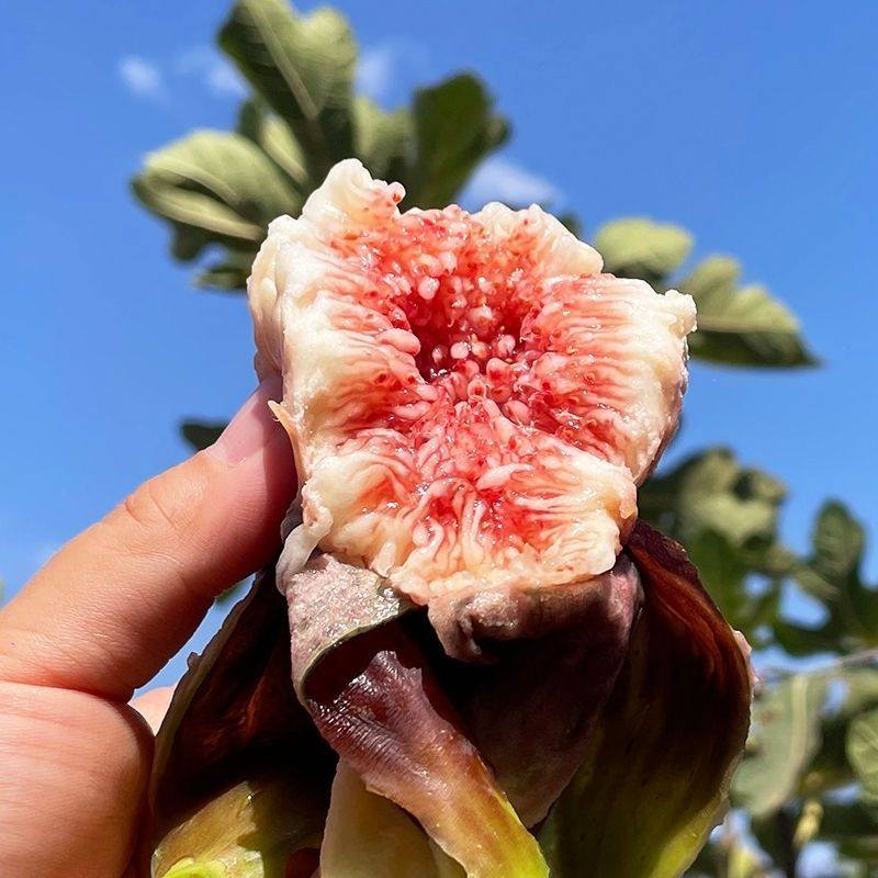 (顺丰包邮)新鲜无花果当季水果软糯香甜红心果现摘现发红皮无花果,水产肉类/新鲜蔬果/熟食,无花果,淘宝优惠券,粉丝福利购,淘宝优惠卷