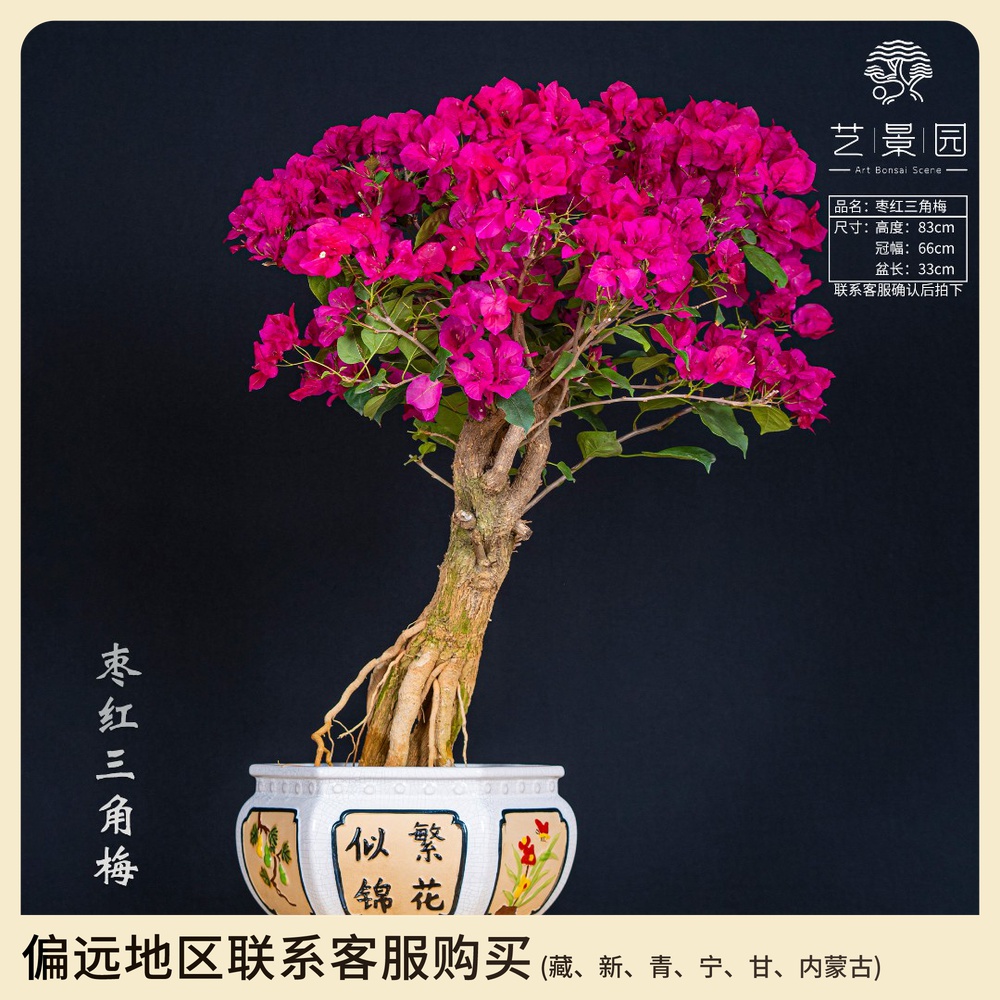 提根枣红三角梅鲜花绿植盆栽室内客厅桌面观赏盆景