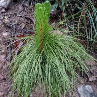 深山马尾松小树苗 松树小苗盆景 小树苗下单现挖现发 可药用