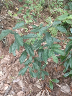 云南大山里的栎树树苗 盆景素材苗 花园地栽树苗冬季落叶春季发芽