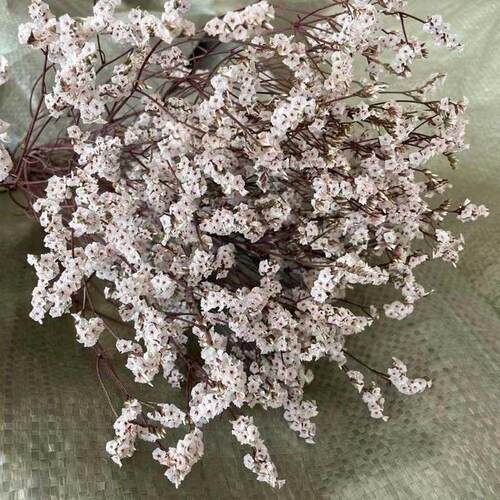 35~42CM/60g Crystal Grass Natural Fresh Dried Preserved Forg