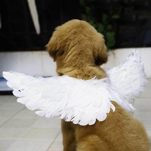 Pet Halloween Feather Wings Pet Halloween Costume Cosplay An