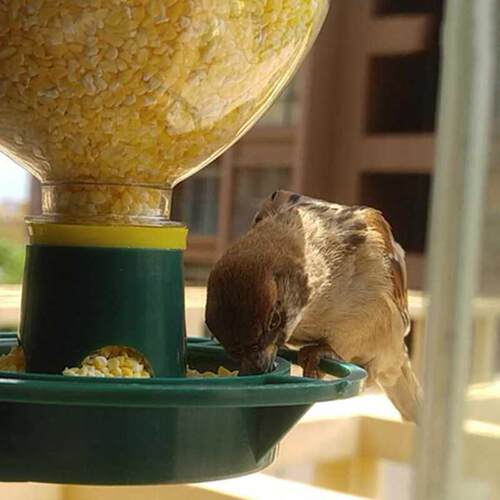 1 pcs Automatic Wild Bird Seeds Feed Forest Hanging cup