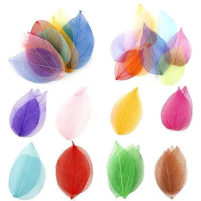 20pcs/Set Natural skeleton Leaf Vein Dried DIY Handmade Mate