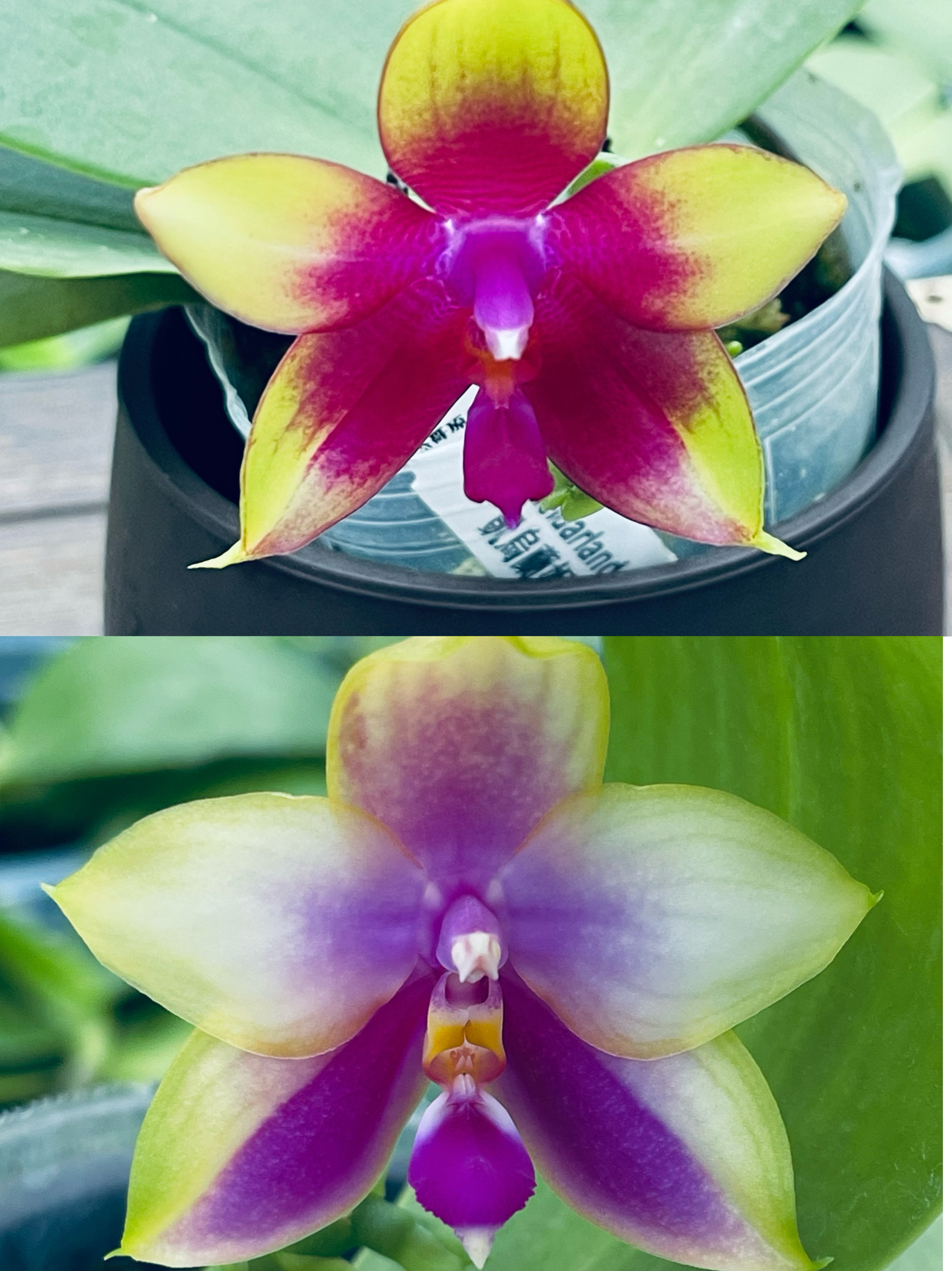 清华花卉基地原生种蝴蝶兰花凯乌兰妮685 700盆栽绿植花卉