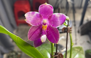 清华花卉原种趣味蝴蝶兰林登斑马877