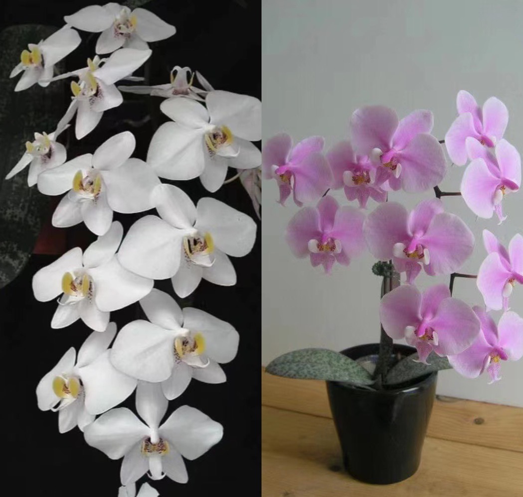清华花卉原种趣味蝶 菲律宾交西蕾丽 蝴蝶兰
