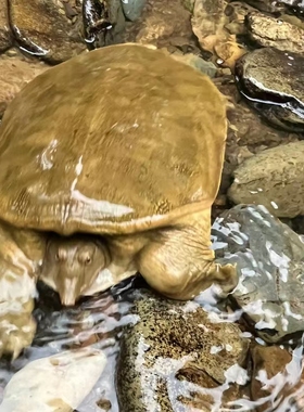 八里河甲鱼鲜活食用生态野外生长老鳖外塘散养水鱼新鲜王八青黄背