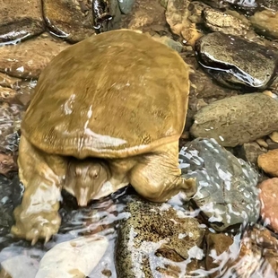 八里河甲鱼鲜活食用生态野外生长老鳖外塘散养水鱼新鲜王八青黄背
