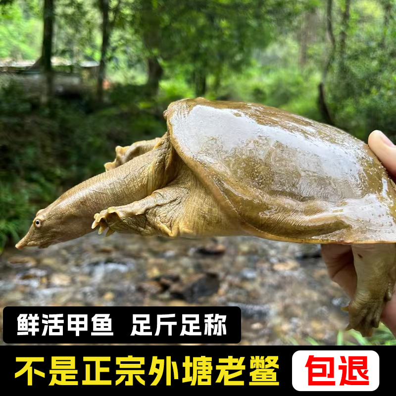 野外生态放养大甲鱼外塘散养天然王八青黄背鲜活食用水鱼团鱼老鳖
