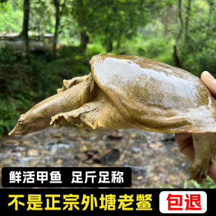 野外生态放养大甲鱼外塘散养天然王八青黄背鲜活食用水鱼团鱼老鳖