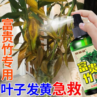 富贵竹营养液专用肥专治黄叶转运观音竹子水培土培家用植物养花肥