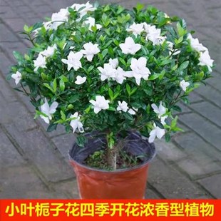 栀子苗室中国遥之内院阳台花盆栽独杆庭四季O开树花浓香大小叶牡