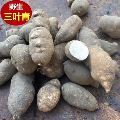 浙江新鲜正宗三叶青中药金线吊葫芦丝线吊金钟石老鼠免费打粉切片