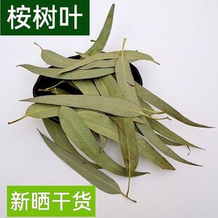 桉树叶新鲜新货大叶桉小桉叶桉树叶干货地道药材原料无硫天然