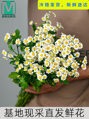 洋甘菊室内水培鲜花云南直发花