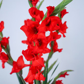 红色剑兰鲜花云南昆明基地直发家庭客厅水养鲜切花唐菖蒲紫色粉花