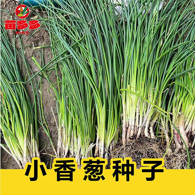 香葱葱种小香葱种子分葱种子鸡腿葱种子可食用可盆栽四季新鲜小院
