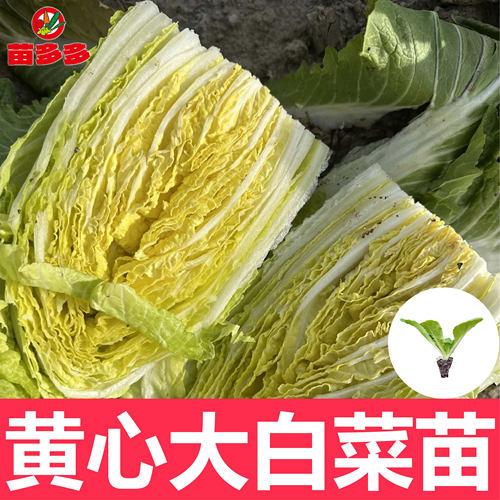 黄心大白菜苗四季高产抗病耐热