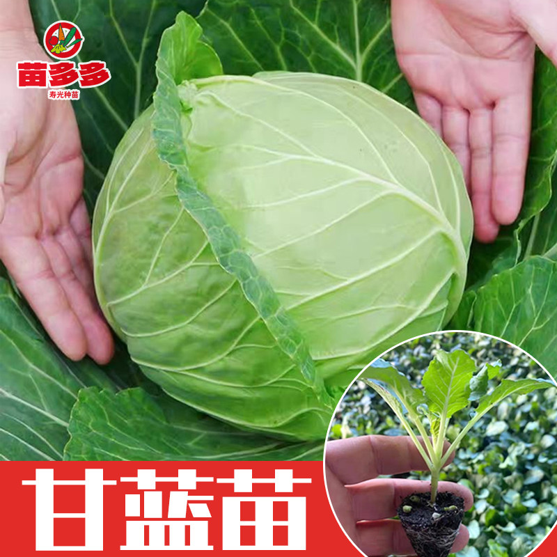 绿甘蓝苗包菜秧苗卷心菜幼苗带士蔬菜种子/种苗