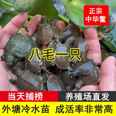 甲鱼苗活体外塘养殖冷水小甲鱼团鱼水鱼王八中华鳖苗饲料包活到家