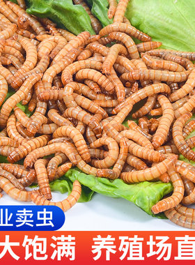 面包虫活虫黄粉虫活体金龙鱼乌龟仓鼠大麦虫画眉鸟食八哥幼虫钓鱼
