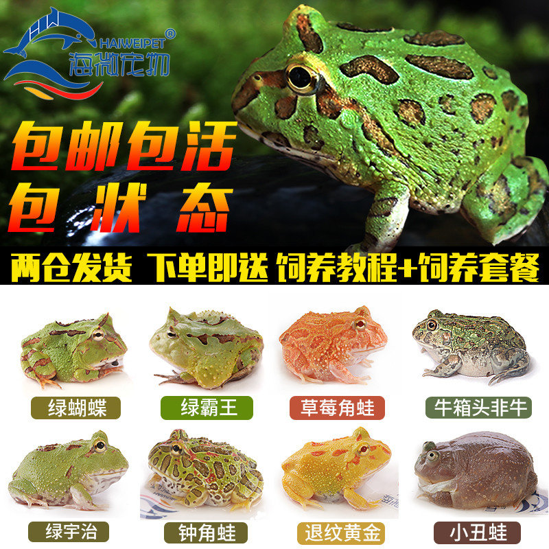 角蛙活体宠物青蛙绿角蛙蝌蚪黄金角蛙活物蝴蝶角蛙钟角蛙霸王角蛙