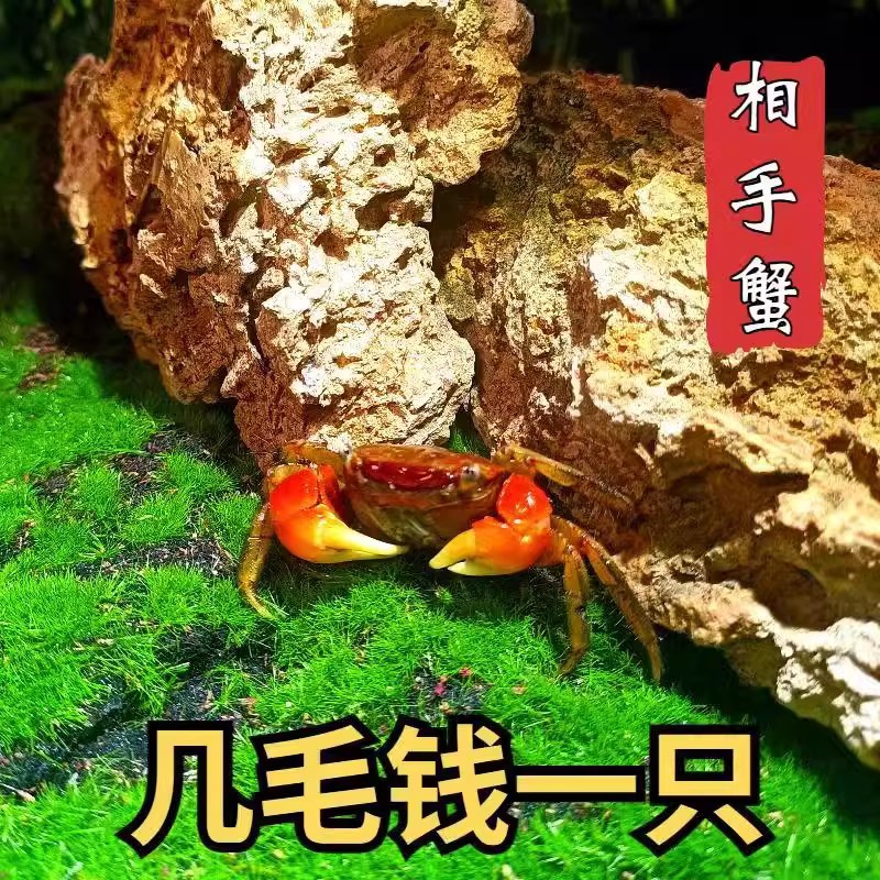 红鳌相手蟹宠物小螃蟹活体爬宠鱼缸观赏蟹深水蟹原生淡水蟹将军蟹